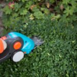 Trimming the boxwood with a accu grass trimmer
